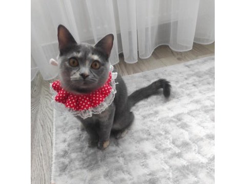 Dişi 10 aylık kedimiz