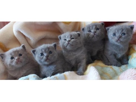 Scottish fold sitenin en iyileri rezerve durumdadır