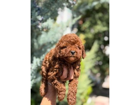 Toy poodle köpeğimiz