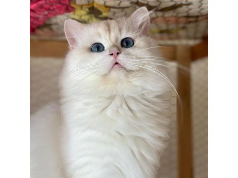 British longhair ve scottish fold yavrularımız yolda