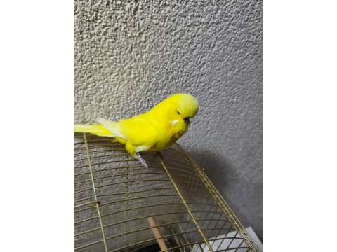 Acil konuşan muhabbet kuşu şov jumbo