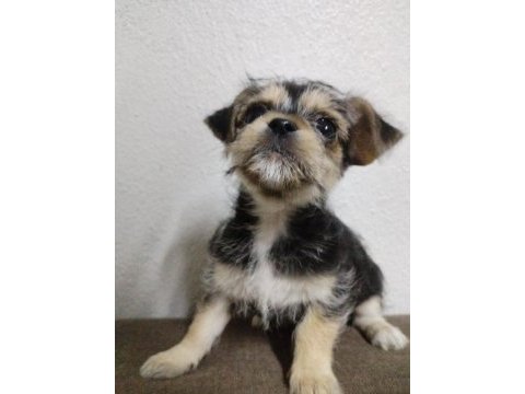 2.5 aylık 1 kg chihuahua yavru