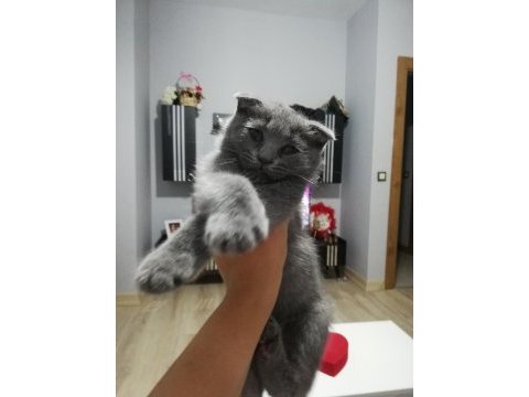 Yavru kedi