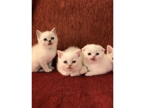 50 günlük scottish straight ve scottish fold yavrular