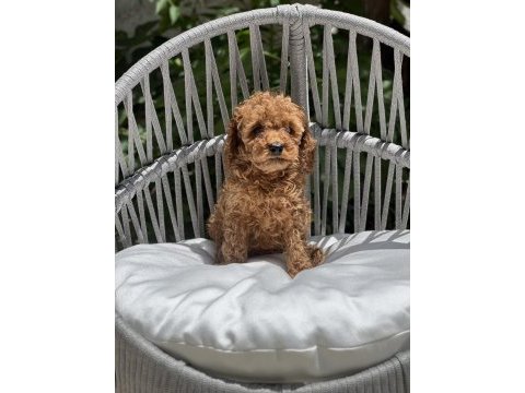 Poodle cinsi yavruları