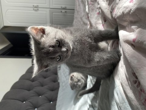 British shorthair yavrumu sahiplendiriyorum