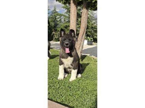 Mükemmel amerikan akita