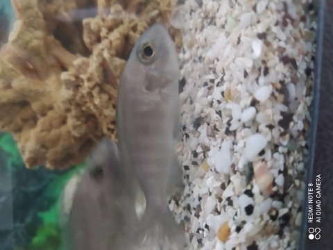 Damızlık dev ahliler 15 cm ve üzeri
