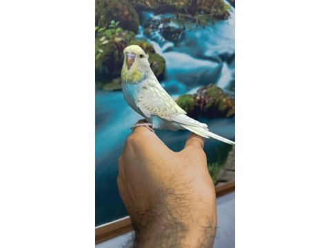 Jumbo yavru muhabbet kuşu