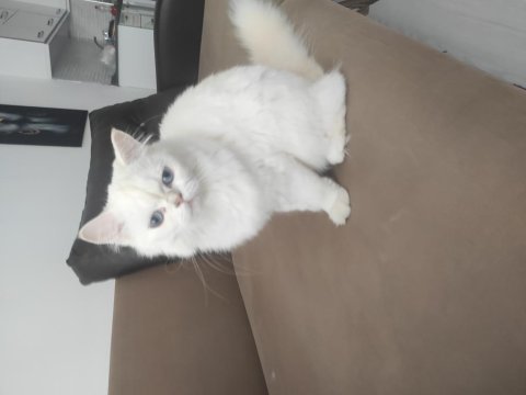 British shorthair 4,5 aylık yavru