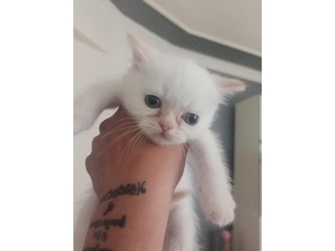 2 aylık red point mavi gözlü exotic shorthair