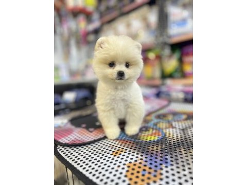 Pomeranian gaziantepte güvenilir adres yıldırım petshop