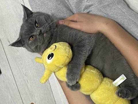 Erkek 1 yaş british shorthair