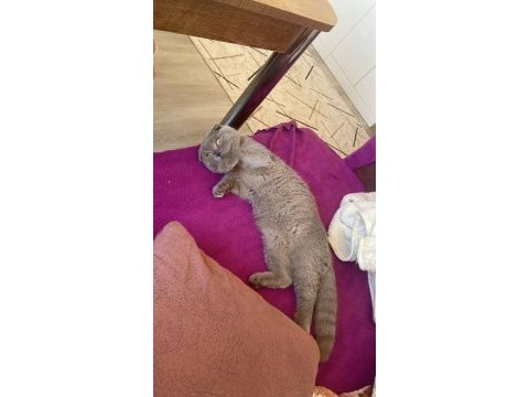 1 yaşında scottish fold eş ilanı