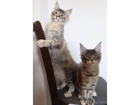 Maine coon ırkının en güzel örnekleri safkan şecereli