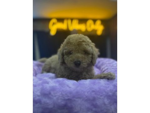 Orj teacup pomeranian bebeklerimiz