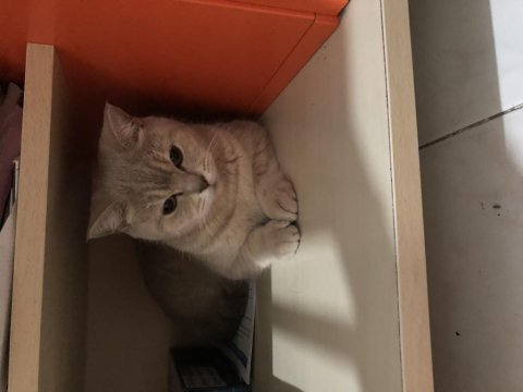 1 yaşında british shorthair sahiplendirme