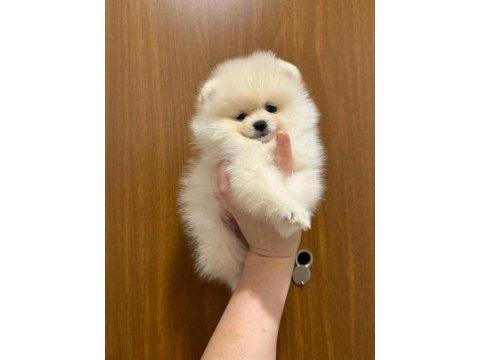 Gerçek pomeranian boo yavruları orjinal anne babadan