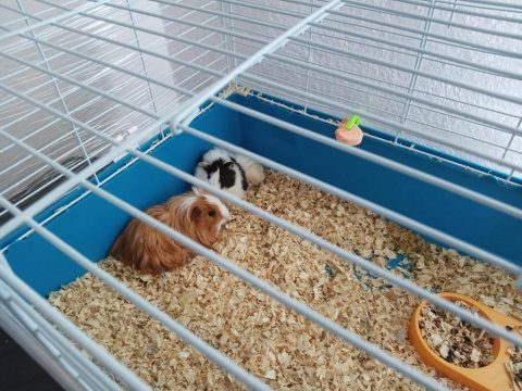 Ginepigler yeni yuvalarını arıyorlar