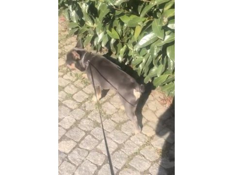 Evde en sorunsuz ırk french bulldog 2 yaş blue