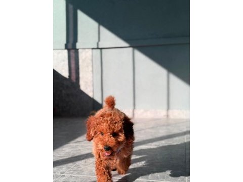 4 aylık erkek poodle pasaportlu