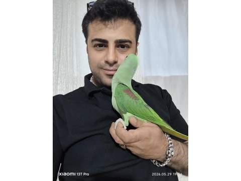 Bebek alexander iskender papağanı