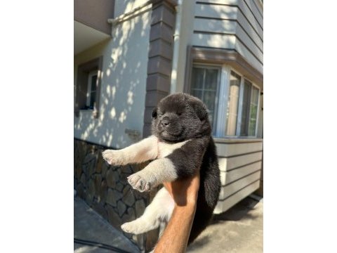 Amerikan akita yavru köpekler