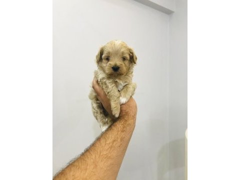 Yavrularım kore anne baba gelip canlı görebilirsiniz