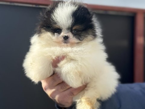 Ayı suratlı safkan pomeranian yavrular