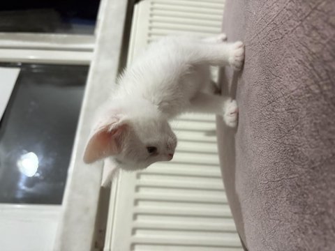 Yavru patiler yuva arıyor 4 minik kedimiz