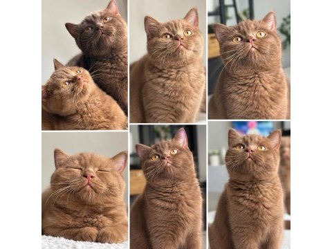 British shorthair cinnamon ve chocolate yavrular