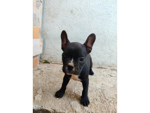 French bulldog yavrum