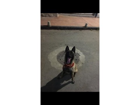 8 aylık eğitimli belçika kurdu