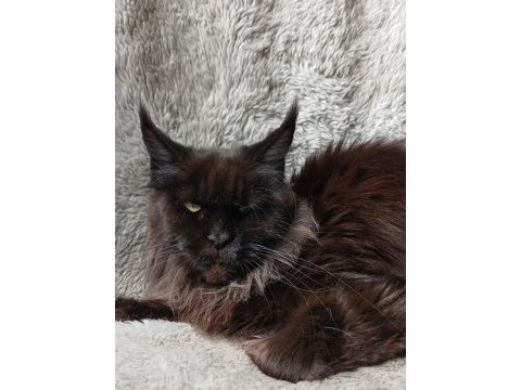 Harika sağlıklı maine coon dişi yavru