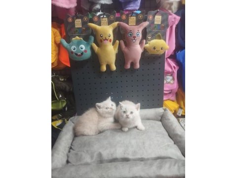 Üst kalite british shorthair erkek
