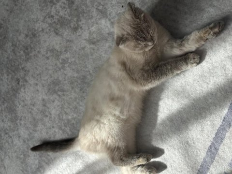 5 aylık dişi scottish fold çiftleşmeye hazır