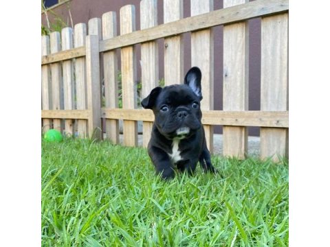 French bulldog yavruları
