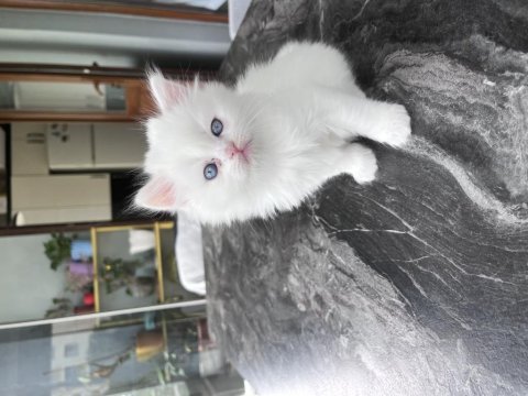 British shorthair kediler
