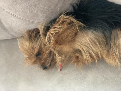 Lady yeni yuvasını arıyor terrier yorkshire