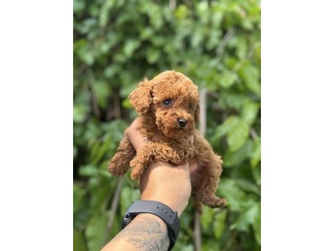 Safkan poodle yavru köpeklerimiz