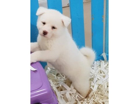 Japon akita ınu yavrulari istanbul 