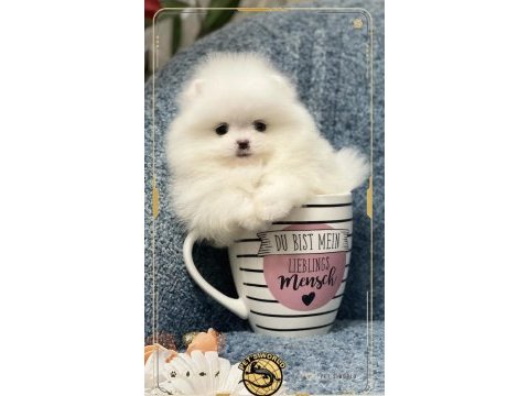 Teacup pomeranian boo yavrumuz