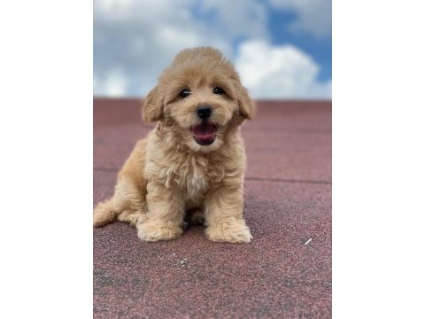 Ev üretimi bebekler maltipoo