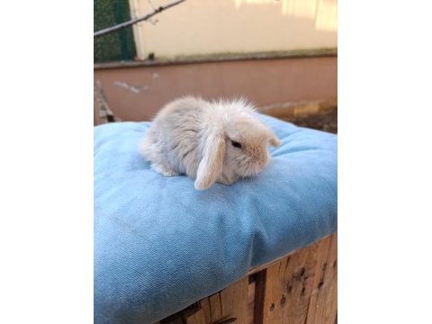 Hollanda teddy lop tavşanı yavrular 34 günlük