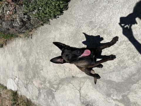 Son dişi belçika kurdu narkoz