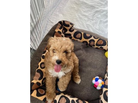 A kalite maltipoo yavrumuz