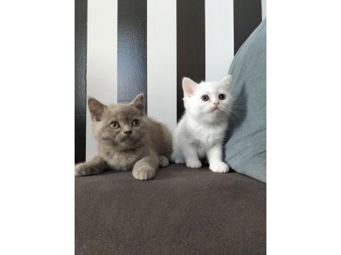 British shorthair beyaz dişi lilac erkek yavrular