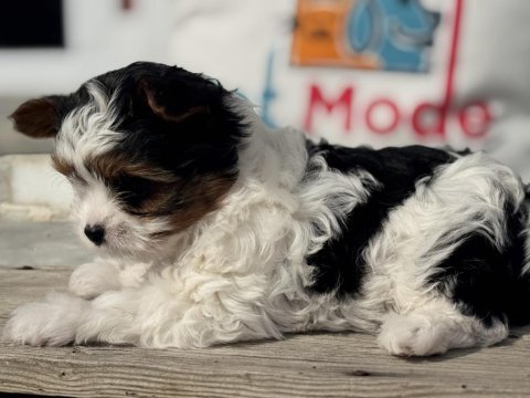 Ankarada yasal ruhsatlı çiftlikden morkie yavrumuz