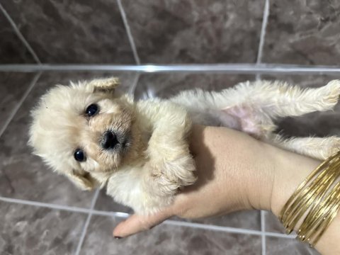 Harika maltipoo yavrular