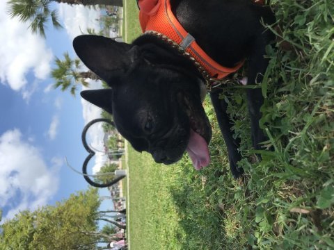 Mama karşılığı french bulldog